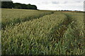 SU2326 : Wheat field south of East Grimstead by David Martin