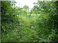 Scene in part of the marl allotment at Whixall Moss