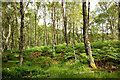 NH4658 : Woodland of Silver Birch and bracken close to An Dubh-lochan by Julian Paren