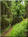 Path at edge of woodland above Weem