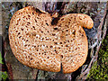 Fungus on  a tree at Aysgarth