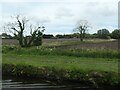 Trees along a drain, Halsall