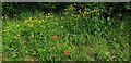 TL1610 : Poppies near Car Park, Heartwood Forest, Sandridge, St Albans by Christine Matthews