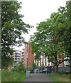 Tree of Heaven (Ailanthus altissima)