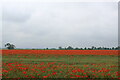 SE5554 : Sea of Poppies by Chris Heaton