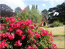 TQ4577 : Roses in Woolwich Old Cemetery by Marathon