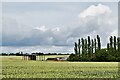 Pulham St. Mary: Field of wheat