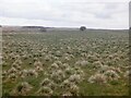 Rough grazing, Grainerhill