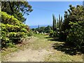 Exotic plants near Lower Tremenheere