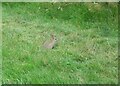 Young rabbit, Canley Ford