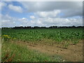 TF1106 : Field of maize near Helpston by Jonathan Thacker