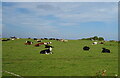SD1965 : Cattle near Biggar by JThomas
