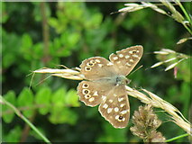 SE9475 : Speckled Wood by T  Eyre
