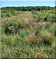 Vegetation on old peat workings