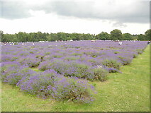 TQ2760 : A field of lavender at Mayfield Lavender Farm by David Hillas