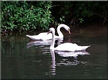 SK2268 : Swans on the River Wye at Bakewell by Neil Theasby