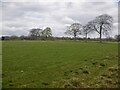 Fields near Bogend