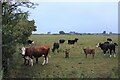 Cattle at Lochside