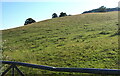 Hillside field, Bettws Newydd,  Monmouthshire