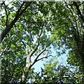 Tree canopy by Hollands Lane