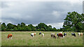 SJ9330 : Canalside pasture south-east of Stone in Staffordshire by Roger  D Kidd