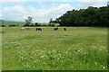 Horses in a field