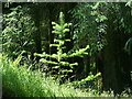 ST2493 : Conifer sapling, Cwmcarn Forest Drive by Robin Drayton