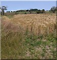 NS9873 : Corner of field of barley by Jim Smillie