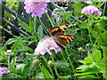 Butterfly view