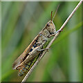 NU0248 : A common field grasshopper (Chorthippus brunneus) by Walter Baxter