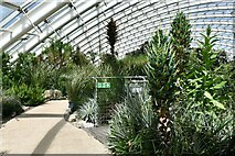 SN5218 : National Botanic Garden of Wales: Greenhouse, Chile section by Michael Garlick
