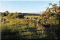 Lush summer growth at Barnton Farm