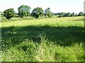 Field near Blaenbedw Fach