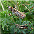 NU0248 : Common field grasshoppers at Cocklawburn by Walter Baxter