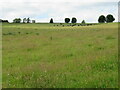 Grazing cattle near Godscroft