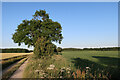 TG0431 : Fields near Melton Hall by Hugh Venables