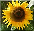 Giant sunflower, Folkestone