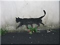 A graffiti cat with 5 legs on Snowdon View, Bangor