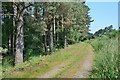 Pines by the track