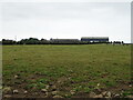 Cattle grazing towards Falside