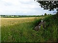 SJ8300 : Crop Field View by Gordon Griffiths