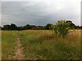 Site of Newdigate Colliery, looking towards Arbury Lane and modern housing beyond