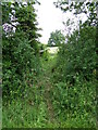 TL9835 : Footpath off the B1087 Nayland Road by Geographer