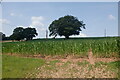 SO5272 : Fodder maize, Tinker's Hill by Richard Webb