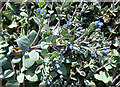 NJ5368 : Oysterplant (Mertensia maritima) by Anne Burgess