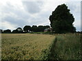 Wheat field and house, Scarcliffe