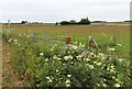 Verge on road to Calder Mains