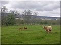 Cow and calves, Lennoch