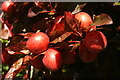 Cherry plums, Redland