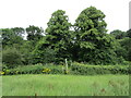 Footpath meeting Rectory Lane, Upper Langwith